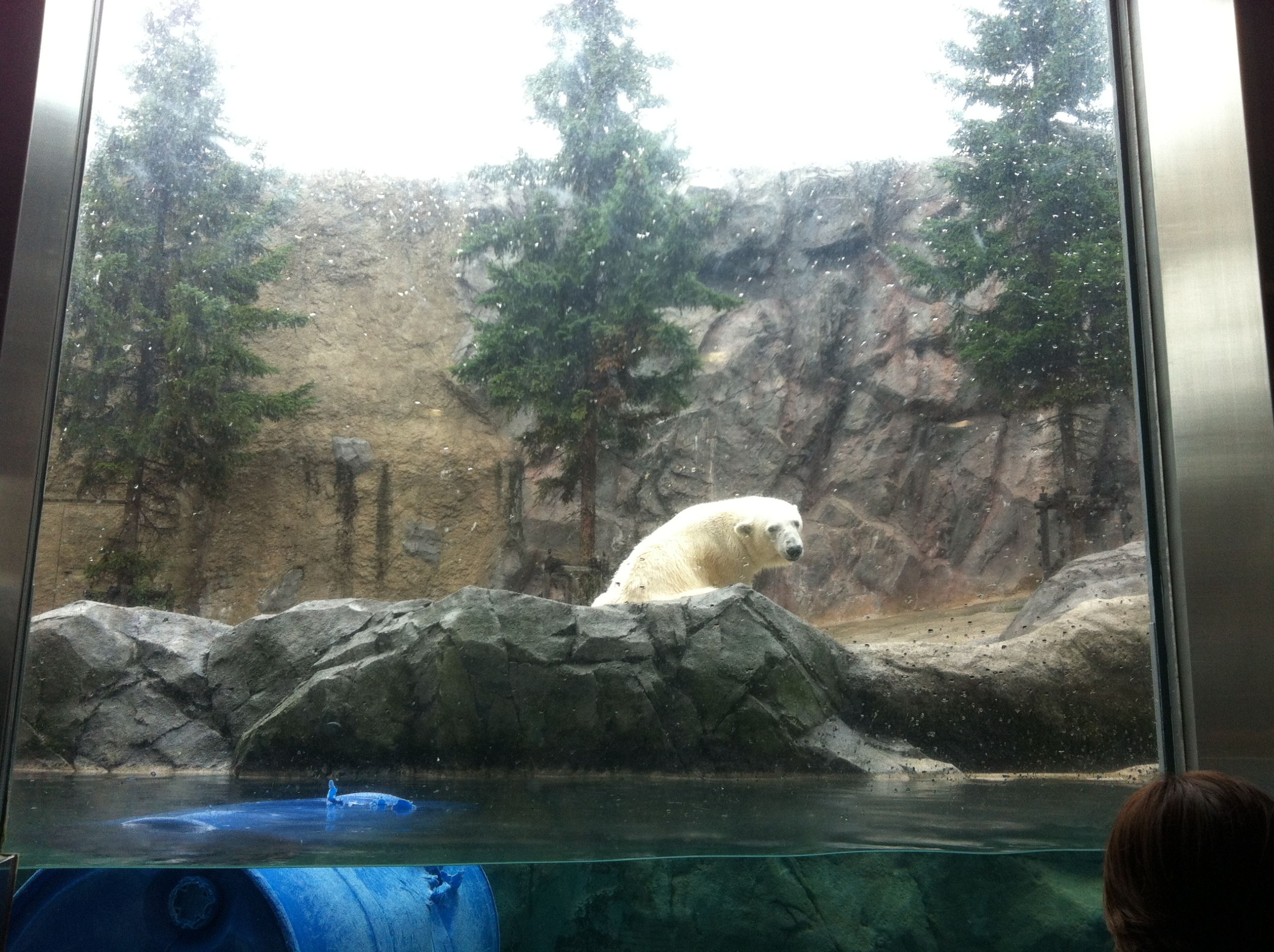 旭山動物園のシロクマ